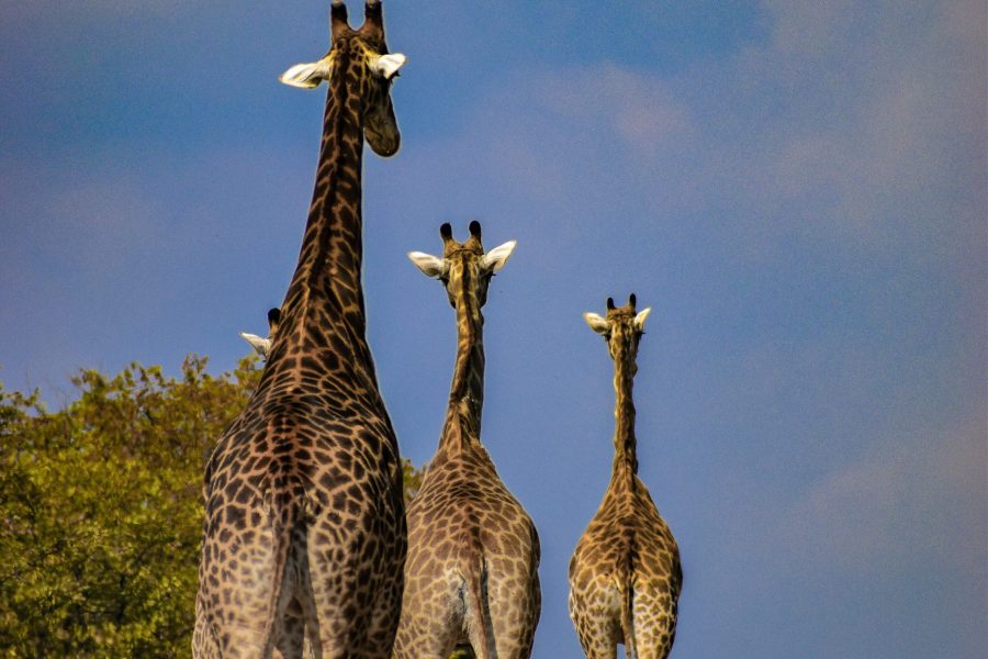 Autotour près du Parc Kruger, au Lindiwe Safari Lodge 4****