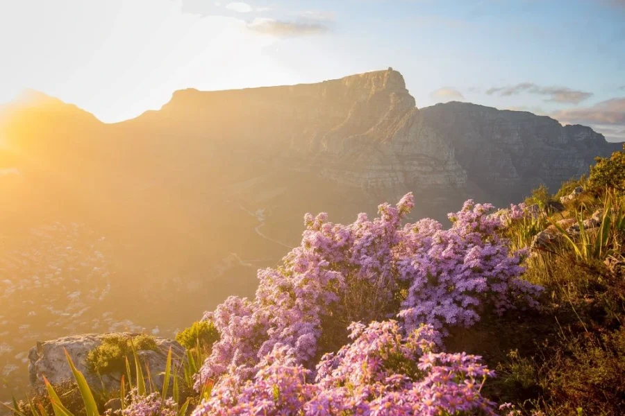 South Africa Tour in V.O