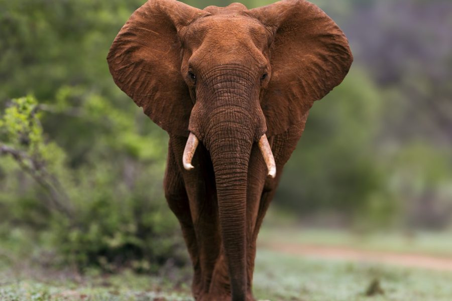 Combiné safaris et golf – Afrique du Sud