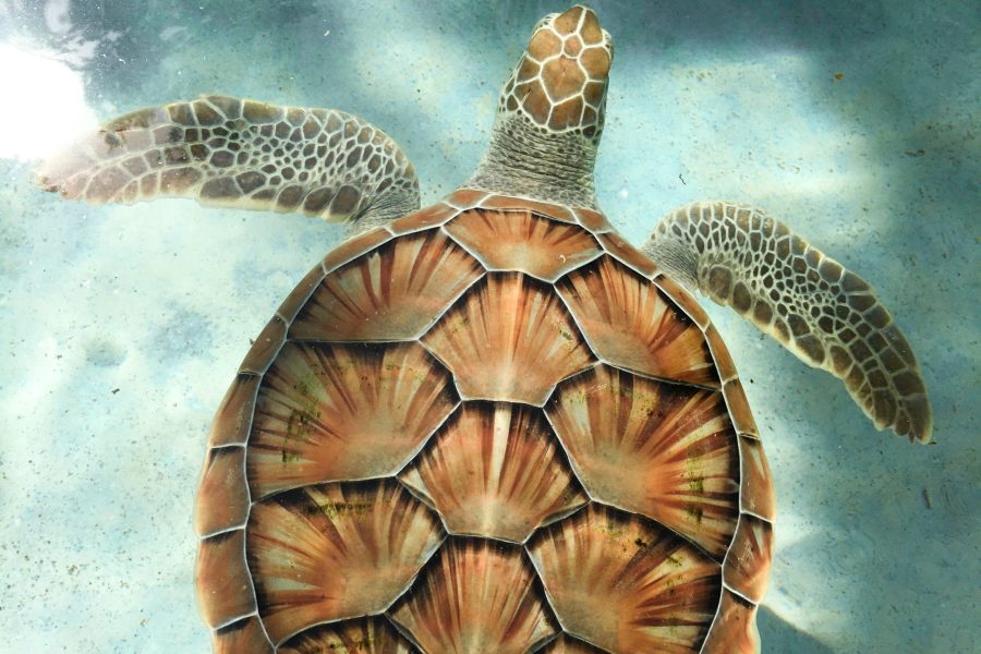 Croisière Caraïbes en catamaran