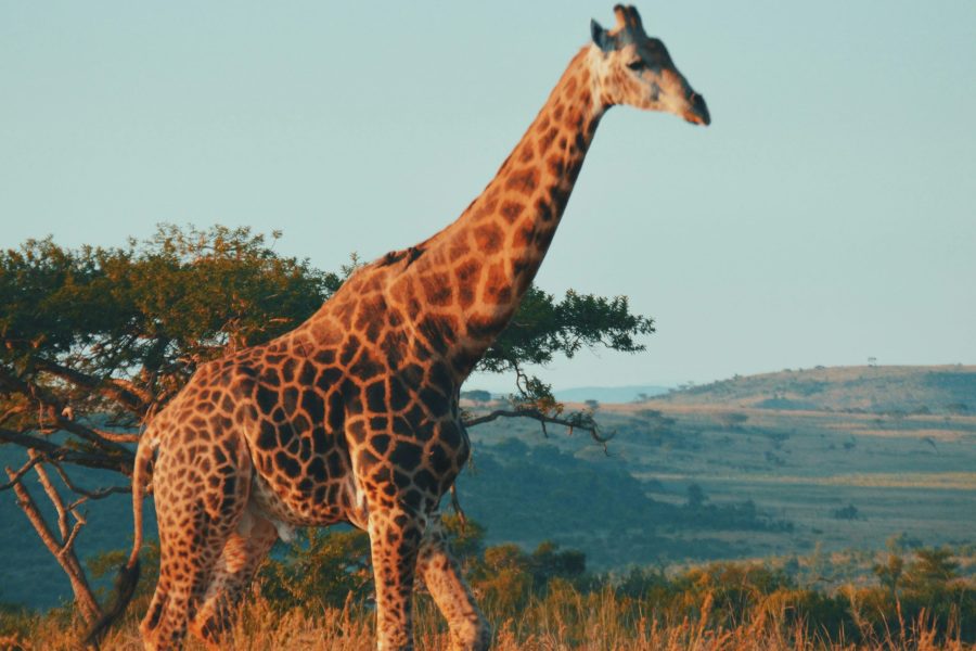 Safari & Yoga au Lindiwe Safari Lodge – Afrique du Sud