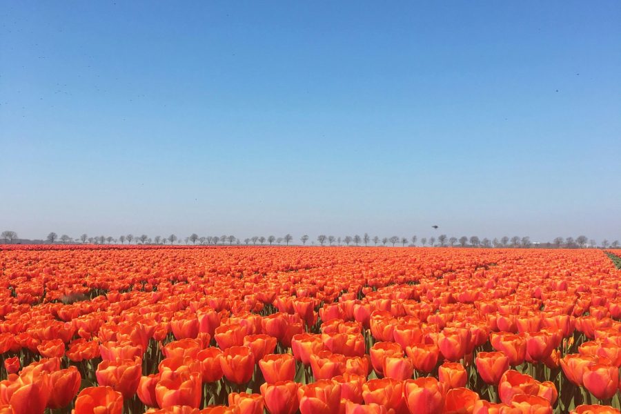 Pays-Bas – Autotour de Rotterdam à Amsterdam