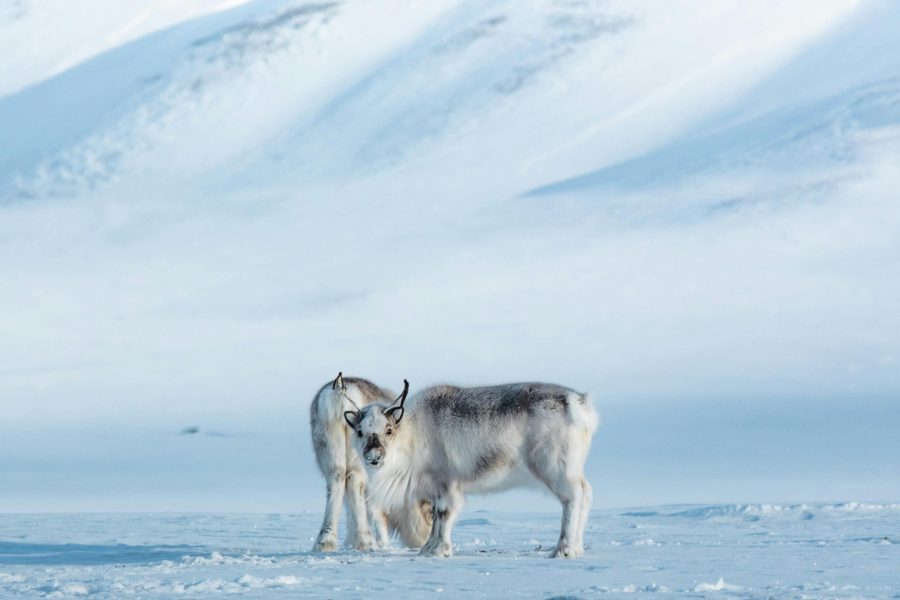 Découverte de la Laponie Finlandaise