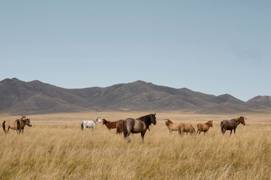 Circuit – Grande découverte de la Mongolie